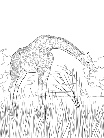 West African Giraffe Coloring Page